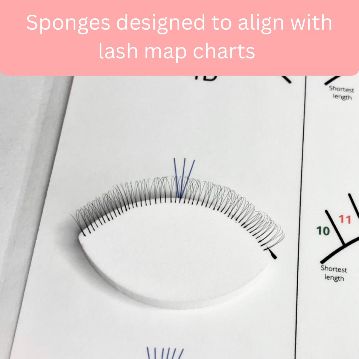 20 Lash Sponges